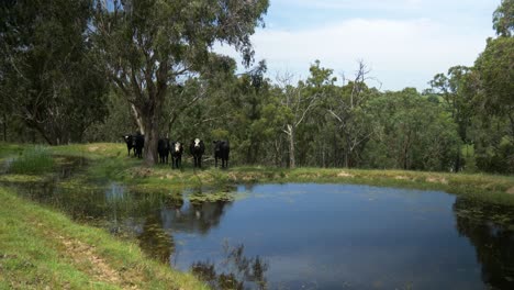 Eine-Weitwinkelaufnahme-Von-Rindern,-Die-Im-Schatten-Eines-Gummibaums-An-Einem-Damm-Im-Ländlichen-Victoria-In-Australien-Zusammengedrängt-Sind