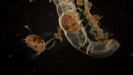 Microscopic-ostracod-and-arthropod-with-ostracod-in-it's-digestive-tract