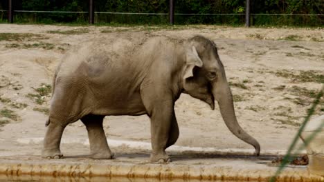 Asiatischer-Elefant-Im-Columbus-Zoo