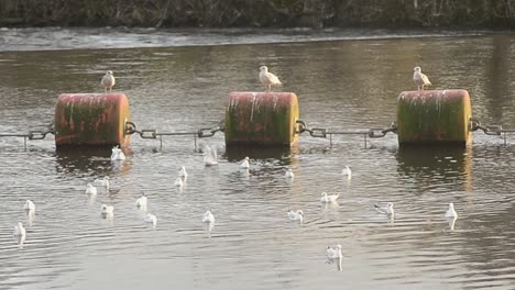Gulls-rest-on-large-water-buoys
