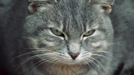 Close-up-of-an-adult-silver-female-cat-with-deep-green-eyes-and-long-white-mustache-turning-her-head-left-and-right