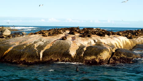 Seals-sunbathing-on-rocks-and-frolicking-in-shallows-of-Atlantic