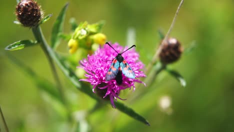 Zygaena-moth-pollinating-a-flowered-Knapweed-in-slow-motion