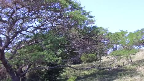 Schwenk-Von-Links-Nach-Rechts-über-Einen-Akazienbaum