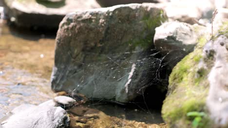 Spinnennetz-Zwischen-Felsen-In-Einem-Bach