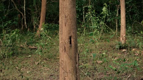 Close-up-static-shot-of-tree-trunk-with-hole-in-nature