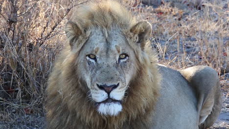 Close-up-of-a-male-lion's-face-as-he-watches-something-in-the-distance