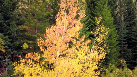Crane-shot,-rising-aerial-of-Colorado-mountainside-with-aspen-trees-fall-foliage-and-evergreens