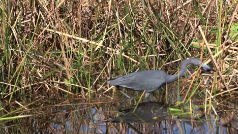 Little-Blue-Heron-foraging-for-food-and-catching-a-fish-to-eat
