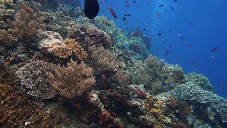 Cámara-Deslizándose-Sobre-Un-Colorido-Arrecife-De-Coral-Saludable-En-Indonesia