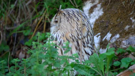 closeup-4k-video-of-a-male-Siberian-eagle-owl,-a-large-bird-of-prey,-sitting-in-the-tall-grass-in-the-summertime-with-white,-brown-feathers-and-saturated-orange-eyes,-looking-around-and-hiding-animal