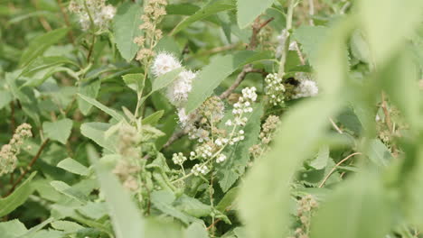 Hummel-Bestäubt-Blumenregal,-Konzentriert-Sich-Auf-Kleines-Insekt
