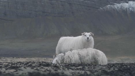 A-sheep-standing-in-front-of-a-dead-sheep-in-Iceland