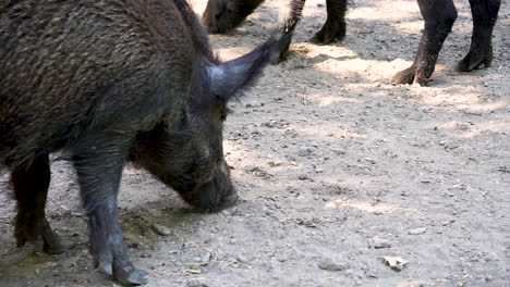 Close-up-of-a-wild-boar-digging-for-food