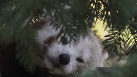 Red-Panda-Rest-Close-Up