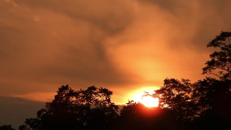 Beautiful-golden-sunset-timelapse-among-greenery-in-silhouette