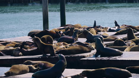 California-Sea-Lions-Lying-Under-The-Sun-On-Docks-Of-Pier-39-In-San-Francisco,-California