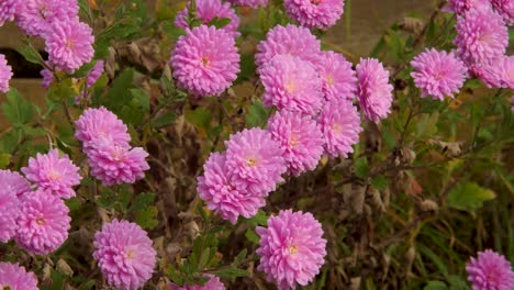 Rosa-Chrysantheme-Morifolium