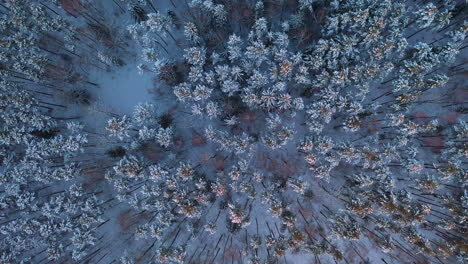 Luftaufnahme:-Langsam-Offenbart-Sich-Das-Majestätische-Aussehen-Des-Winterwaldes-Oben