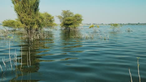 floating-slowly-through-a-mangrove-marsh