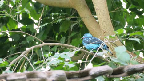 Mittlere-Aufnahme-Eines-Wunderschönen-Blauen-Männlichen-Cotinga-Männchens