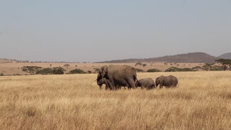 Herde-Afrikanischer-Elefanten,-Die-In-Zeitlupe-Durch-Safari-Ebenen-In-Der-Serengeti-In-Tansania-Laufen