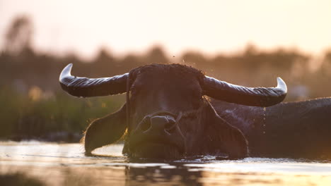Close-up-of-a-Water-Buffalo-lying-down-in-a-mud-pool-and-splashing-water-as-he-thrusts-his-head