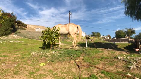 Horse-eating-an-orange-tree-that-he-shouldn't-be-doing
