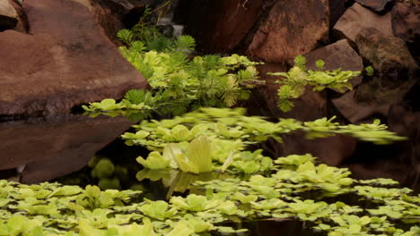 Timelapsed-pan-across-pond-with-swirling-plants-and-koi-fish-streaking-through-water