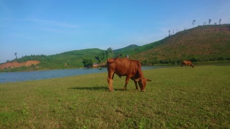 Vaca-Asiática-Comiendo-Hierba-En-La-Orilla-Del-Río-De-Lejos-A-Cerca-Ultra-Hd