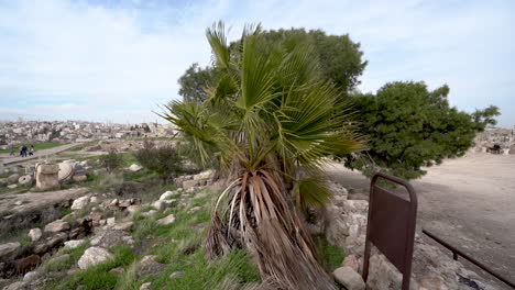 Still-Shot-of-Palm-Shivering-in-the-Strong-Wind-with-Pine-Tree-in-the-Background