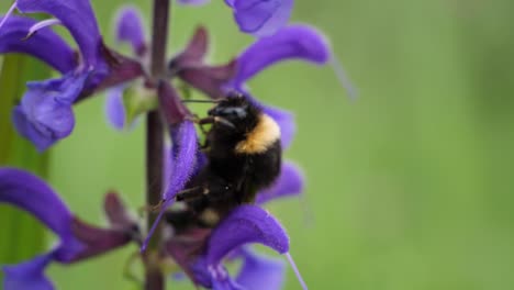 Close-up-shot-of-a-bumblebee-walking-over-a-purple-flower-in-slow-motion