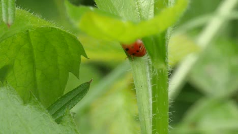 Red-ladybug-walks-over-a-green-leave-in-slow-motion-close-up-shot