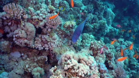Yellowbar-angelfish-swimming-along-a-School-of-Sea-goldies-among-the-coral-reef