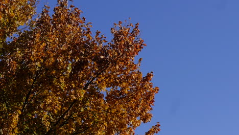 Wunderschöner-Blauer-Himmel-Und-Herbstlaub