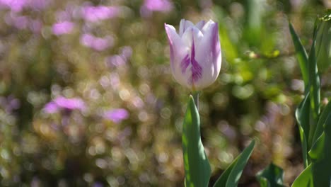 Lonely-purple-white-tulip-blowing-in-the-wind-in-a-flower-garden-at-spring