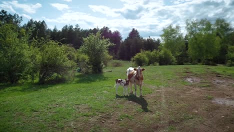 Dos-Vacas-Pastando-En-La-Montaña