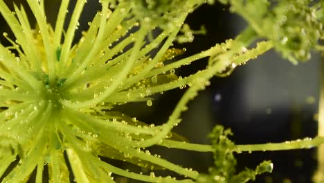 alien-botany-plant-with-clear-bubbles-and-debris-movement-60fps
