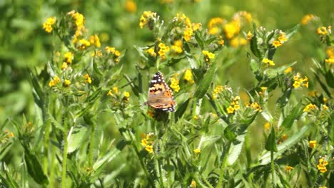 Monarchfalter,-Der-In-Der-Wüste-Von-Kalifornien-Um-Gelbe-Blumen-Herumfliegt