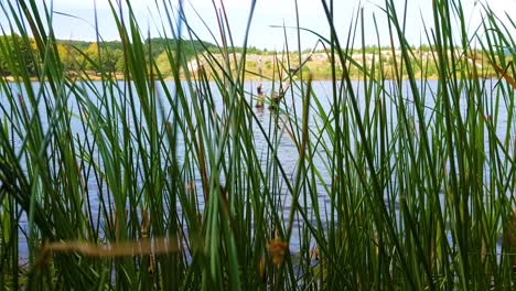 Lake-with-an-old-log-in-the-water-shot-through-green-tall-grass