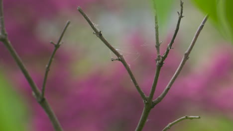 Tree-branches-with-a-spider-web-on-them-with-vibrant,-pink-blossoms-in-the-background