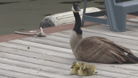 A-mother-Canada-goose-guards-her-two-goslings-on-a-dock