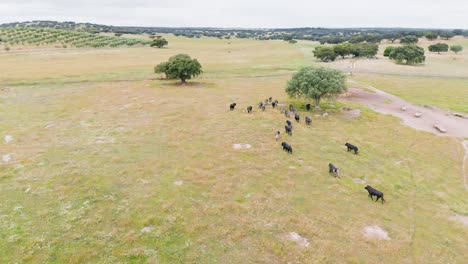 aerial-footage-of-a-herd-of-bulls-running-in-the-field