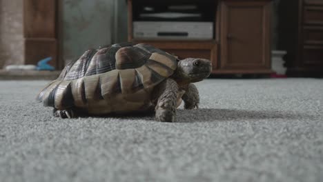 A-tortoise-side-on-then-turning-to-face-camera-then-walking-towards-it