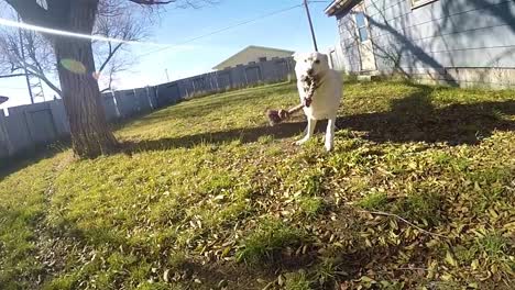 SLOW-MOTION---White-Husky-dog-playing-in-a-back-yard-of-a-house-with-a-rope-bone-dog-toy