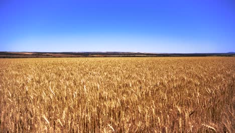 South-Australian-Wheat-waving-in-the-breeze