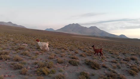 Schöne-Mutter-Lama-Und-Ihr-Junges-Im-Hochland-Der-Atacama-Wüste,-Chile,-Südamerika