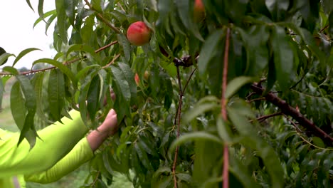 Tree-shaking-as-farmer-picks-peaches-from-it-and-reaches-out-and-plucks-one-off-of-a-limb