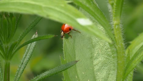 Following-shot-of-a-red-ladybug-crawling-on-the-edge-on-a-green-leave-in-slow-motion,-macro-shot