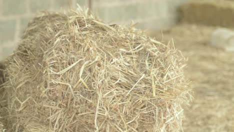 Woman-lifting-up-bale-of-straw-in-barn